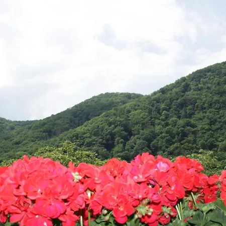 招待所 Metzgerei Moselgasthof Andries 梅塞尼希